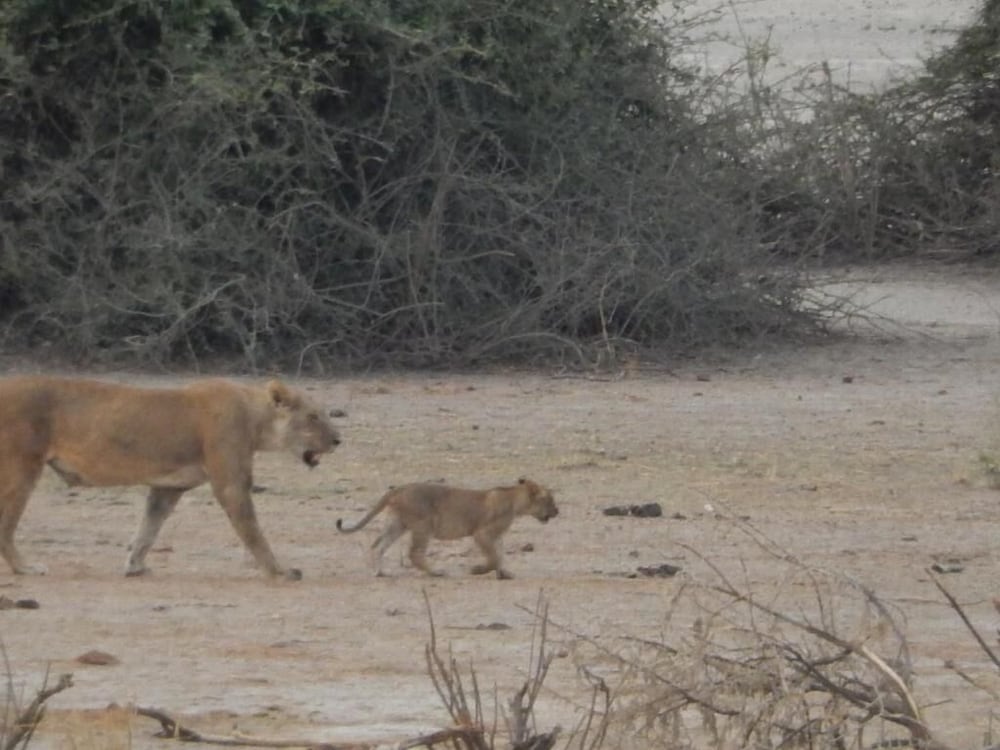 Thobolo's Bush Lodge