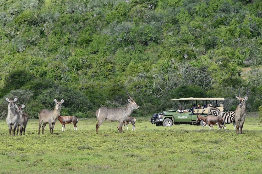 Shamwari Riverdene