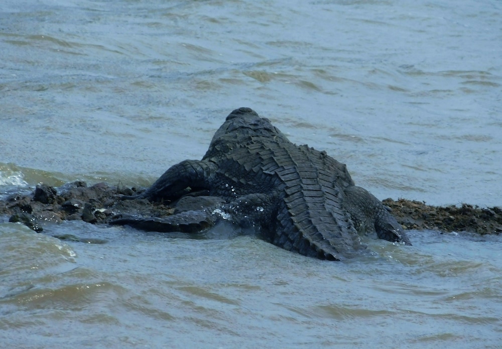 Yala Avian Eye Safari