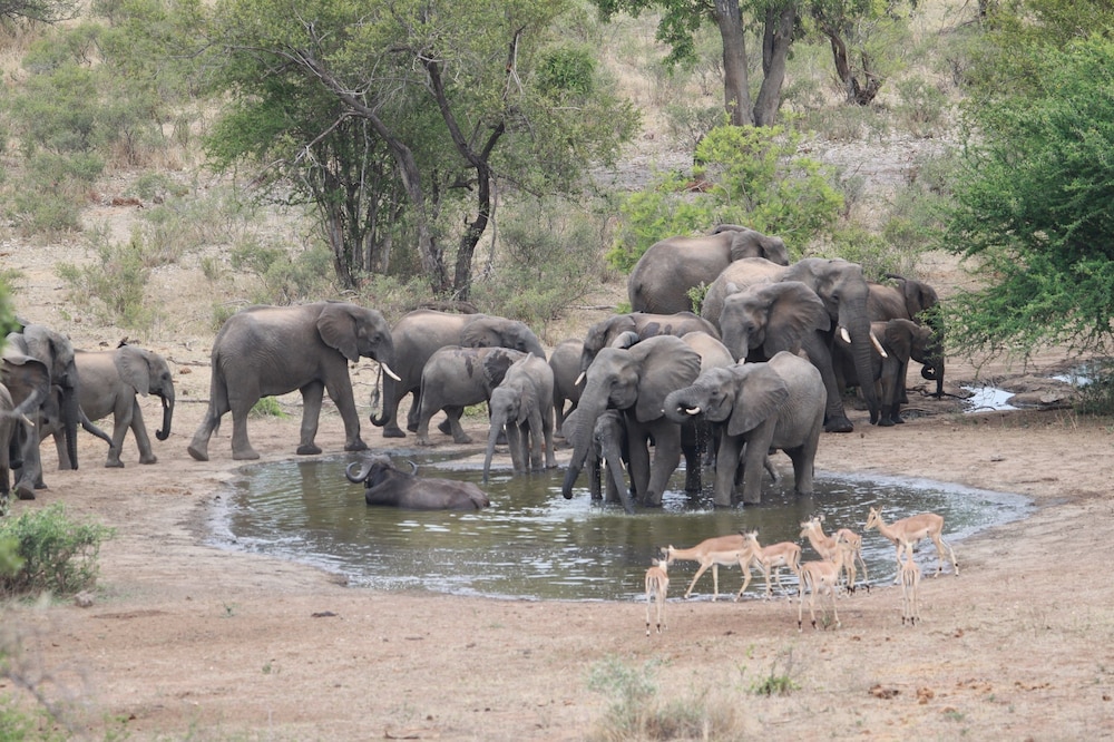 Makumu Private Game Lodge
