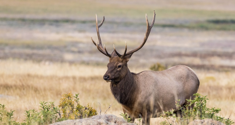 Estes Park Vacation Lodging