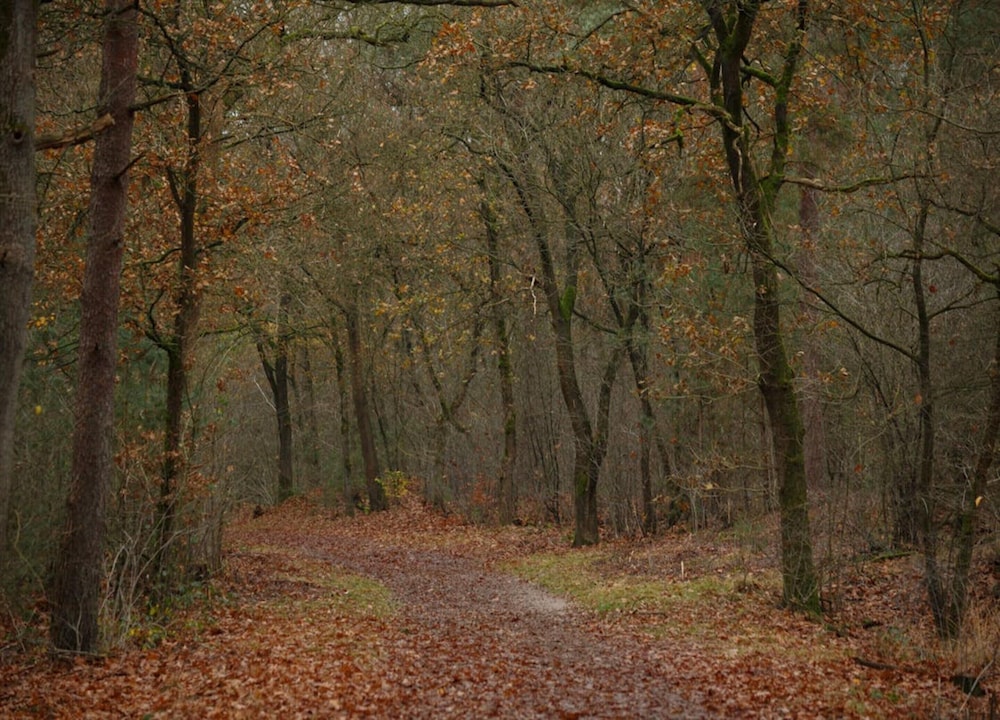 Calming Hideaway in Veluwe