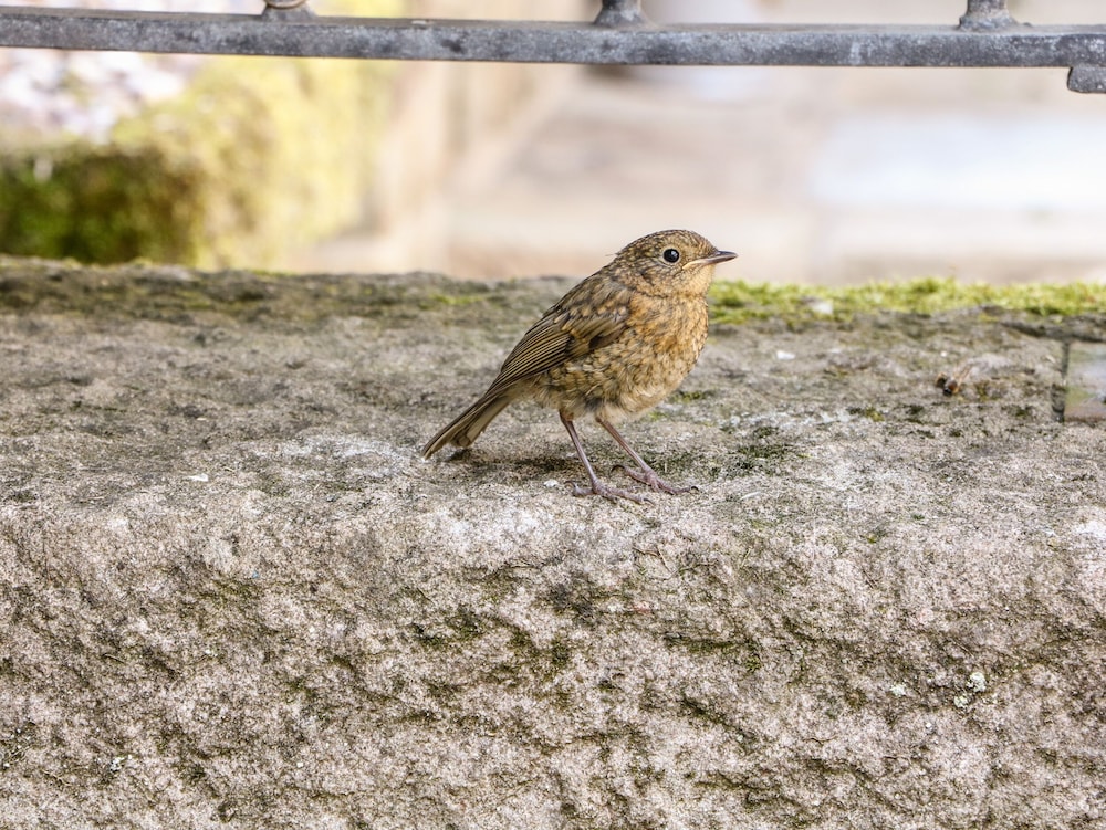Robin's Nest