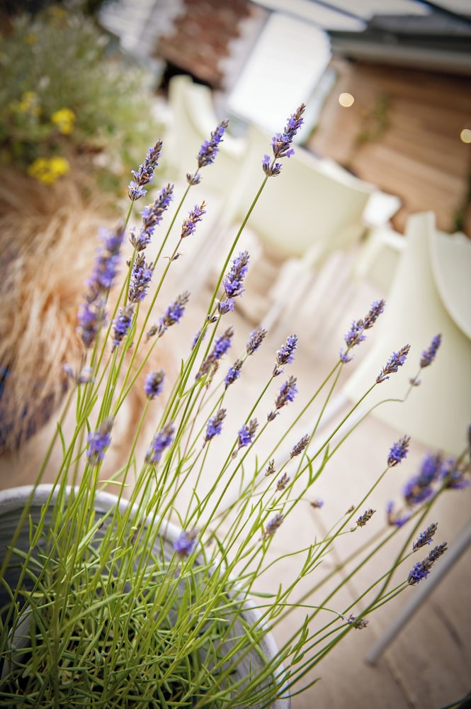 Alnwick Vacations - Newton Hall Courtyard Rooms - Property Image 27