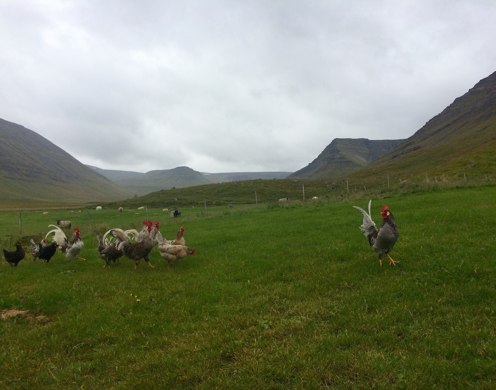 Sæból Farm view 4