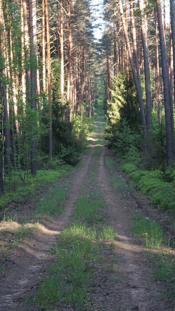 Metai Miške&a Year in the Forest