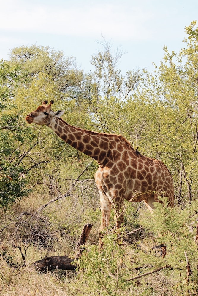 Nyati Safari Lodge