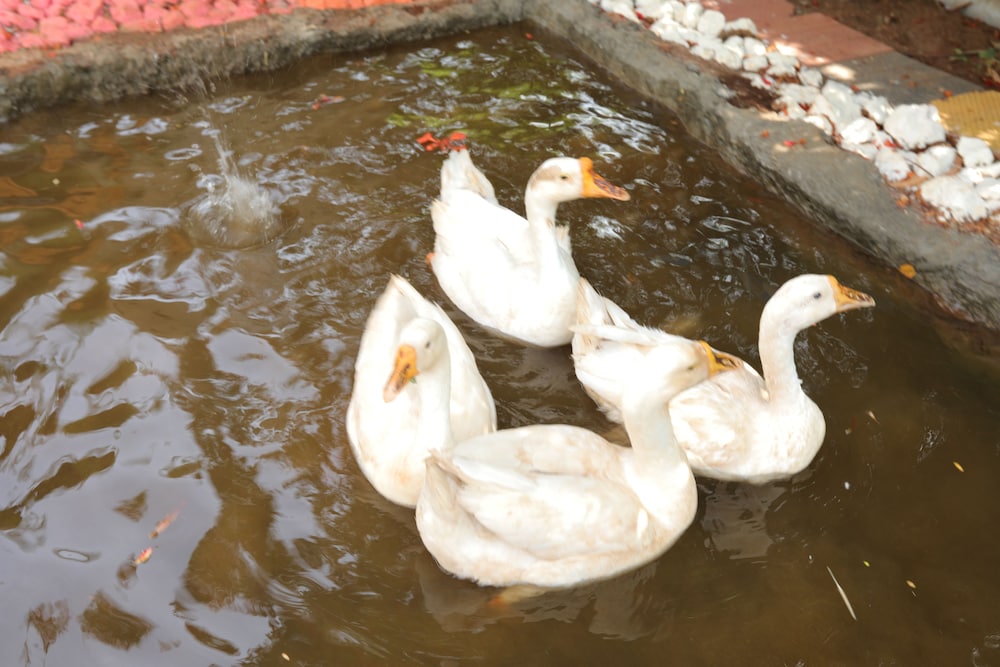 Pune Vacations - Heritage View Resort Rajgad - Property Image 18