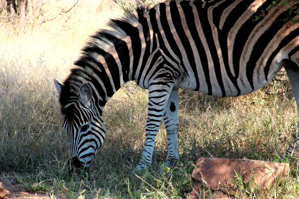 Baluleni Safari Lodge