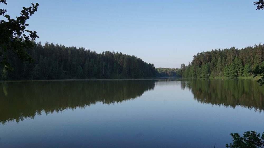 Metai Miške&a Year in the Forest