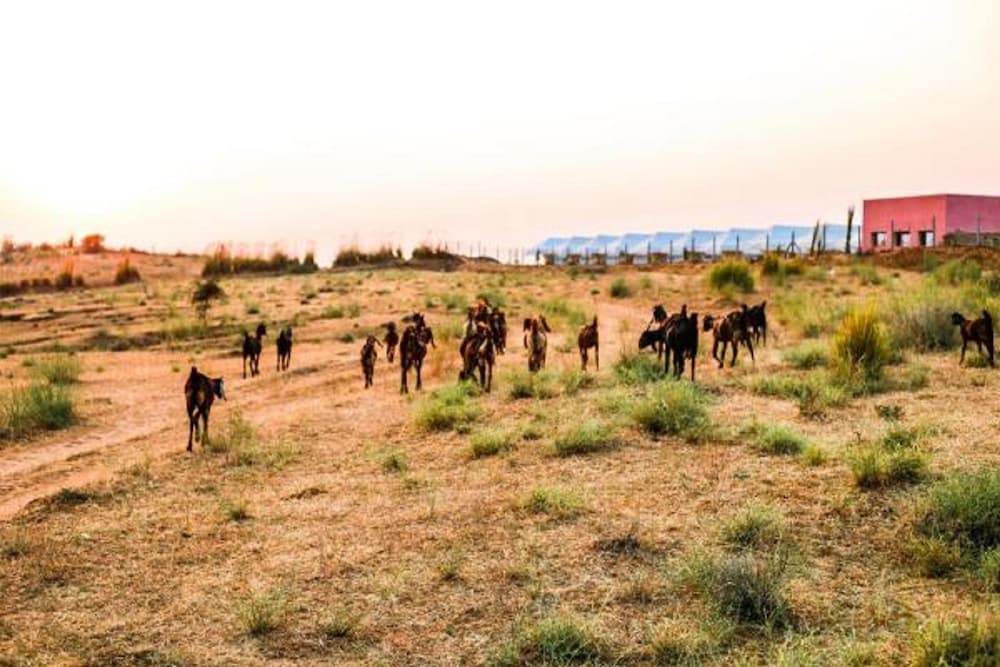 Pushkar Karni Camp