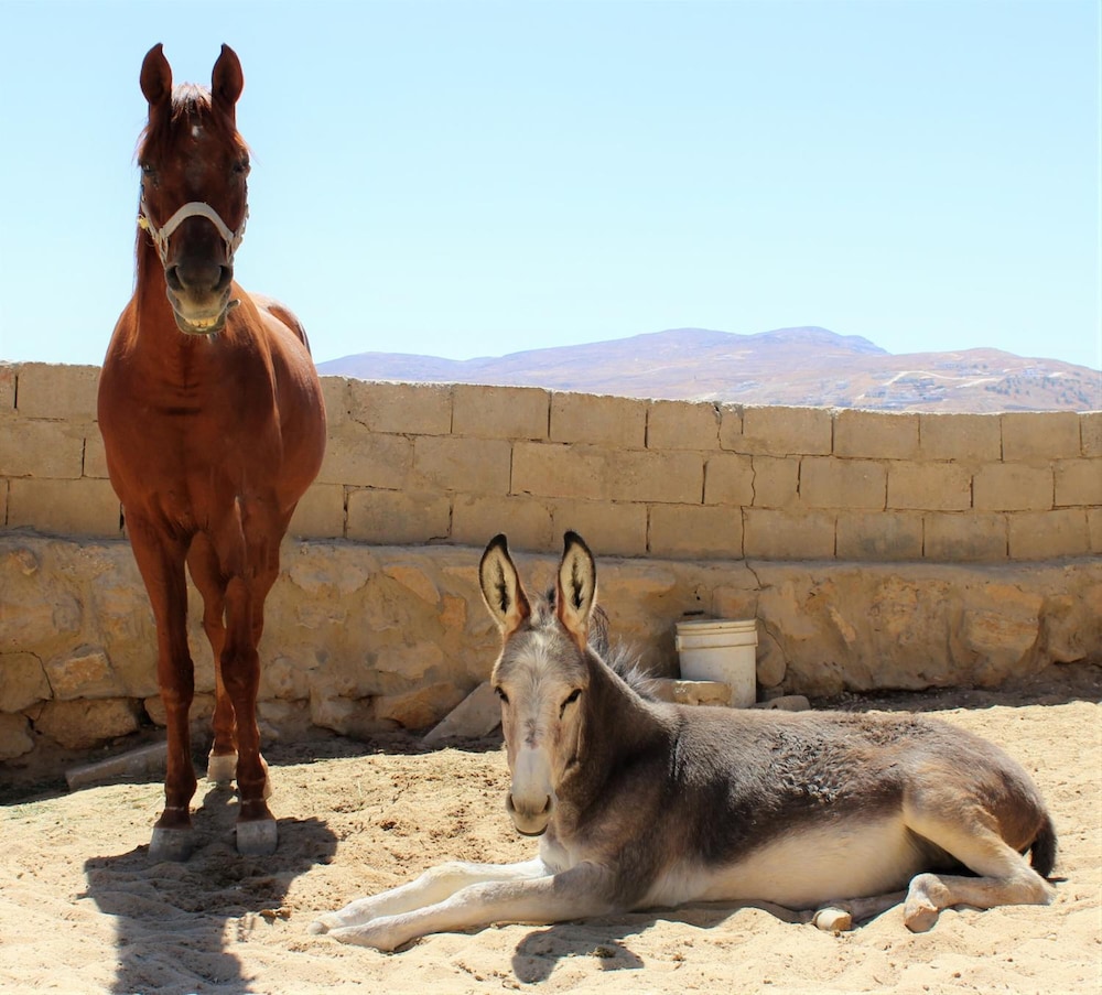 Petra Bed & Breakfast