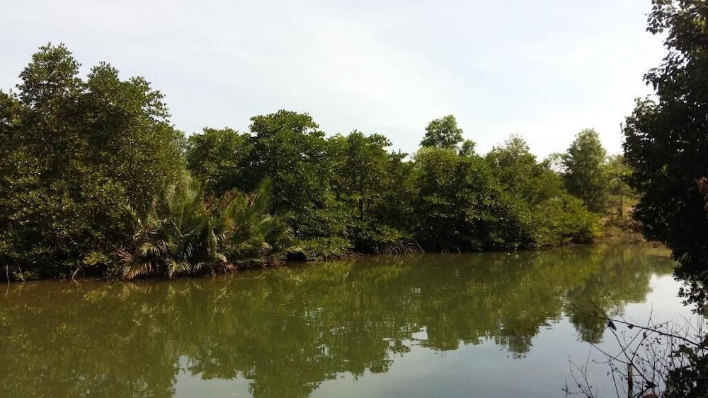 Mangroves & More