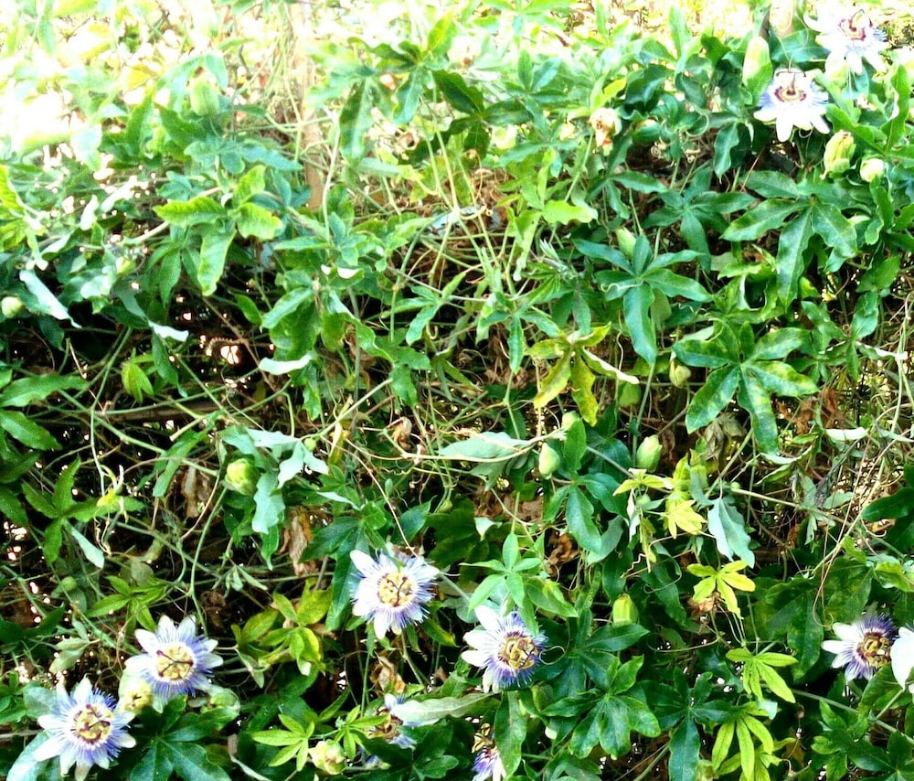 Photo 29