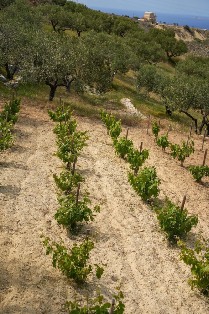 Oliva Emerald Eco - Secluded Off-grid Vineyard Villa