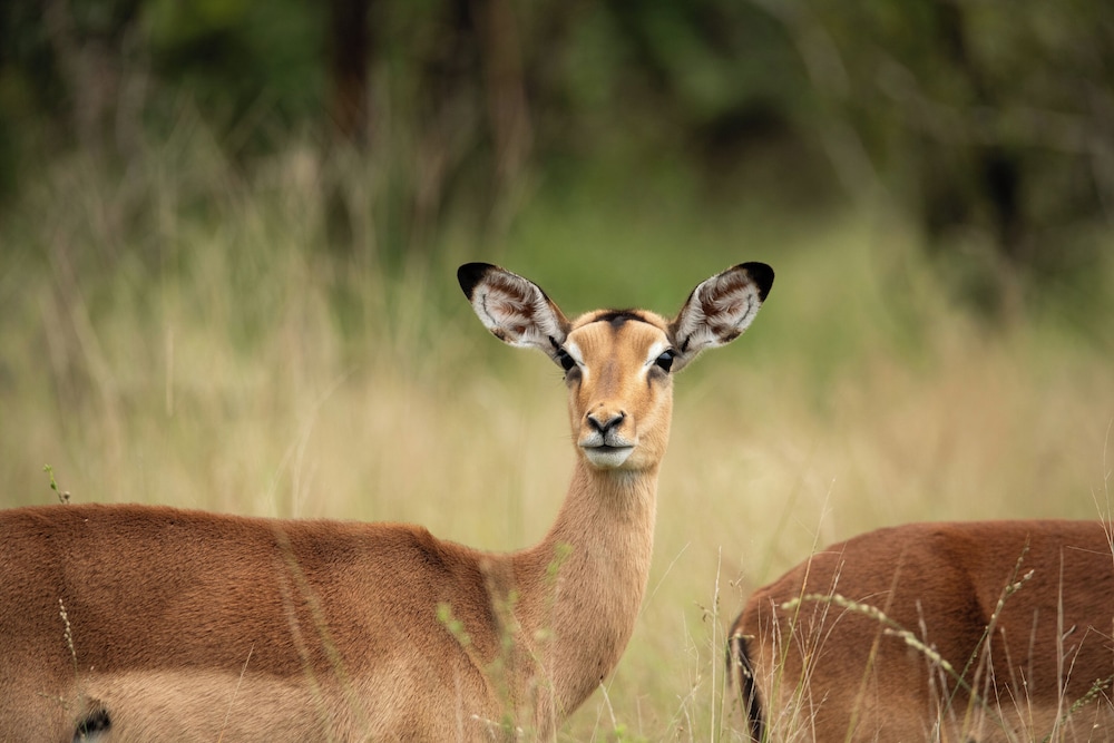 aha Skukuza Safari Lodge