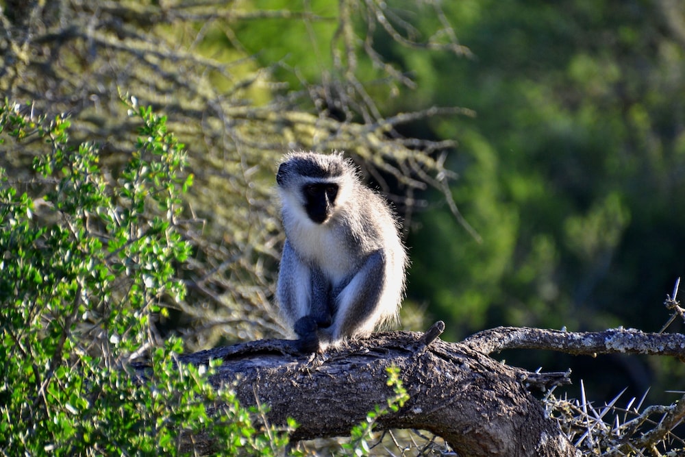 Molo Molo Game Reserve