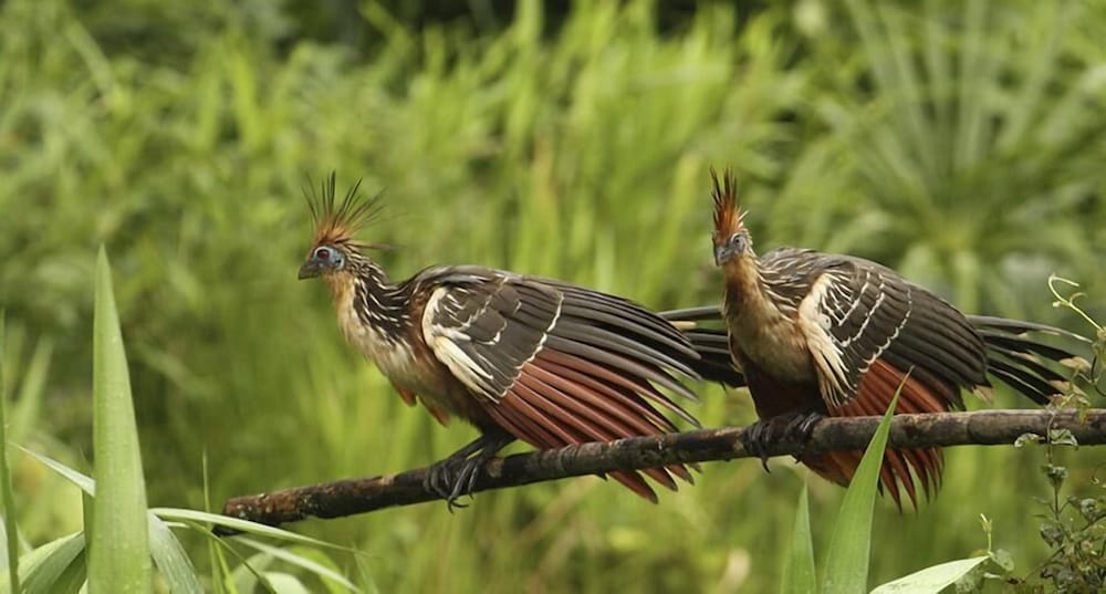 Tambopata Lodge
