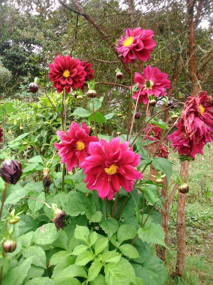 Rutun Orquídeas