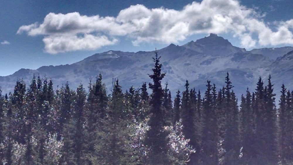 DENALI'S ALASKAN SPRUCE CABINS