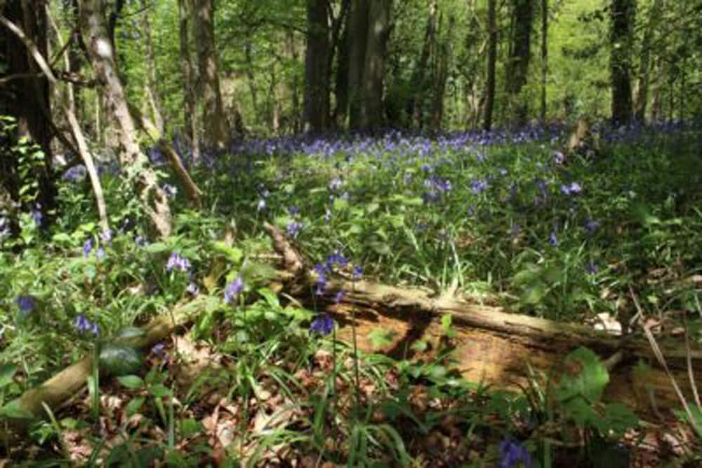 Stroud Vacations - Cotswolds Valleys Accommodation Springfl - Property Image 1