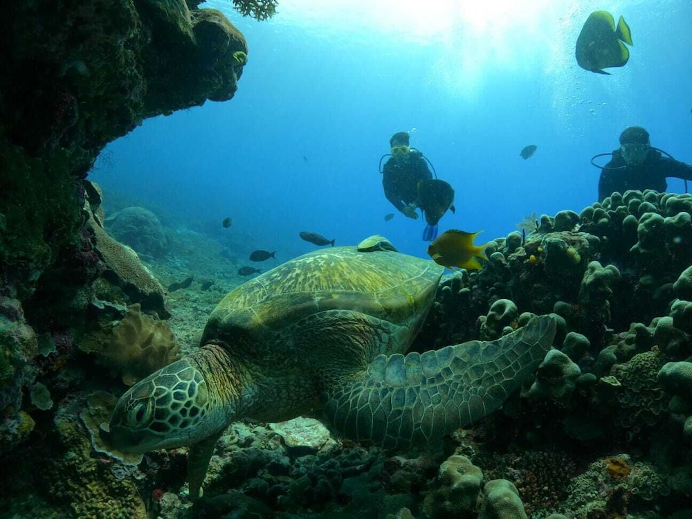 ANDAU DIVE RESORT - RAJA AMPAT