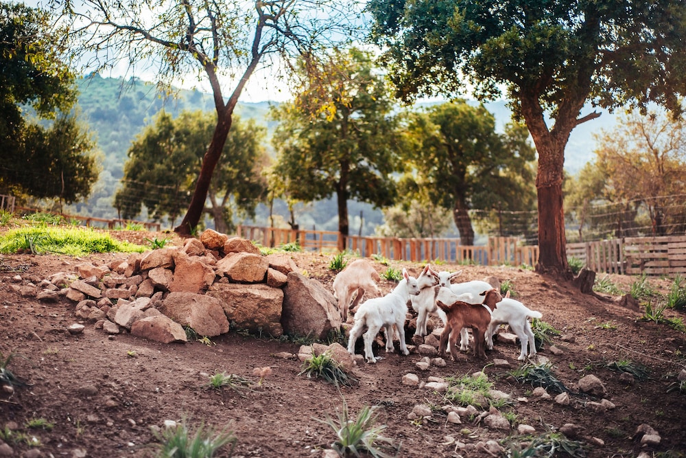 Agriturismo Camisadu
