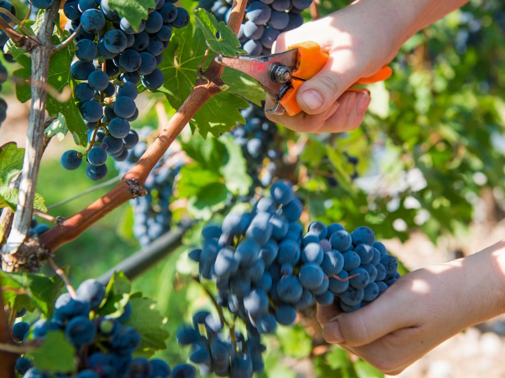 Tenuta La Presa