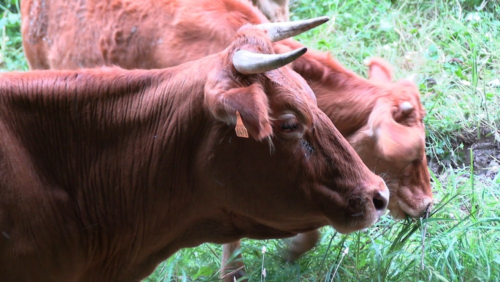 La Ferme des Hautins
