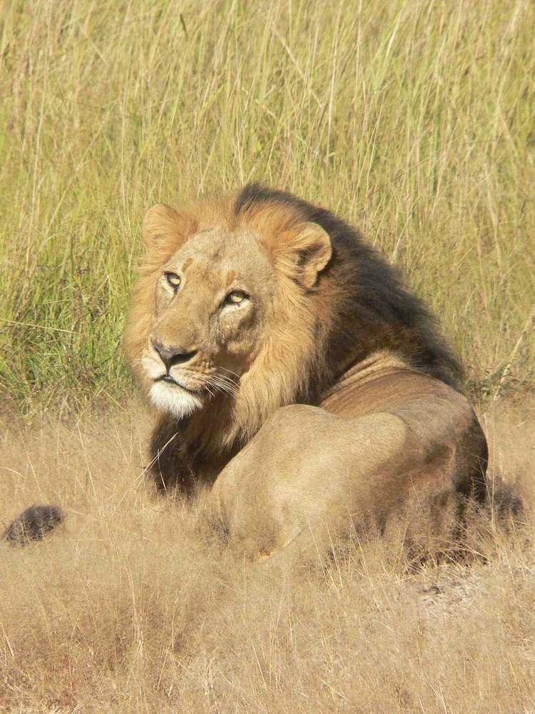 Bongwe Kafue Camp
