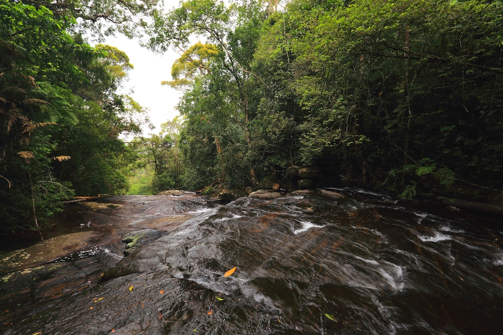 The Rainforest Ecolodge