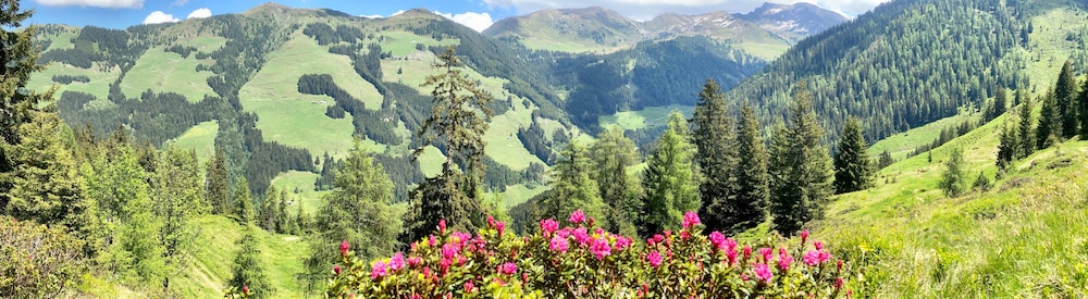 Alpbach Bergwald