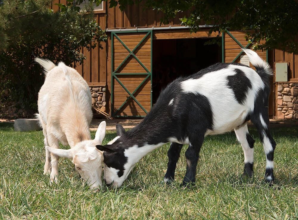 Sorrel River Ranch Resort