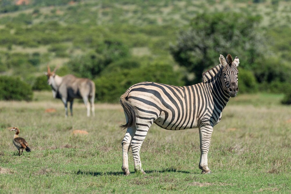 Shamwari Riverdene