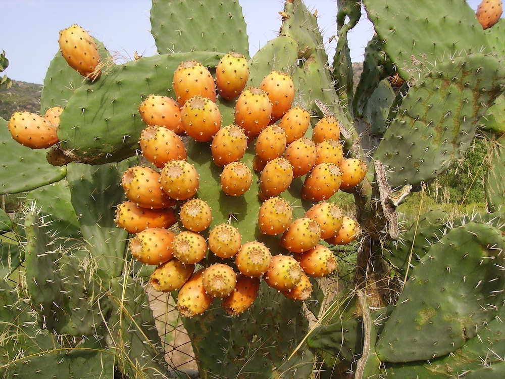 Agriturismo Menhir photo 4