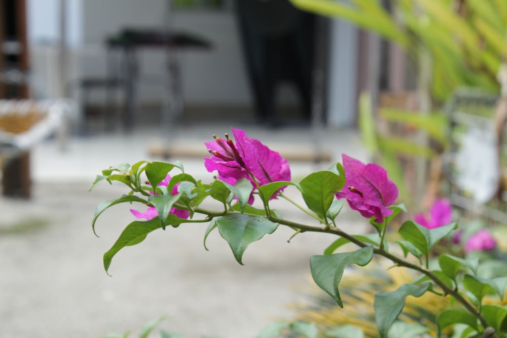 DesaTebrau NewStar Homestay - Wedding Bridal House