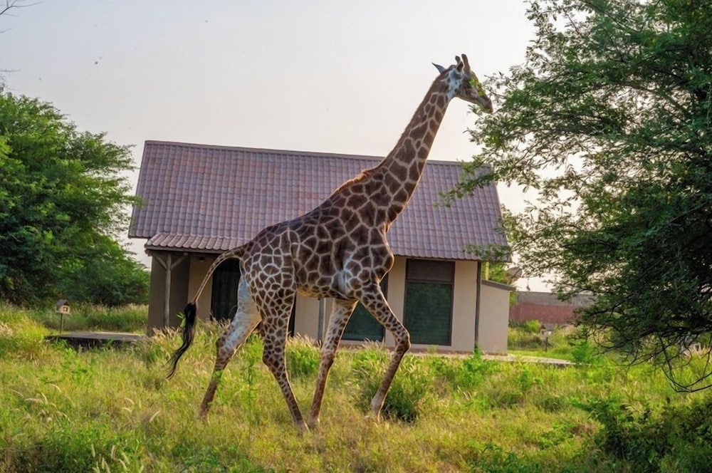 Lodge du Ranch de Bandia