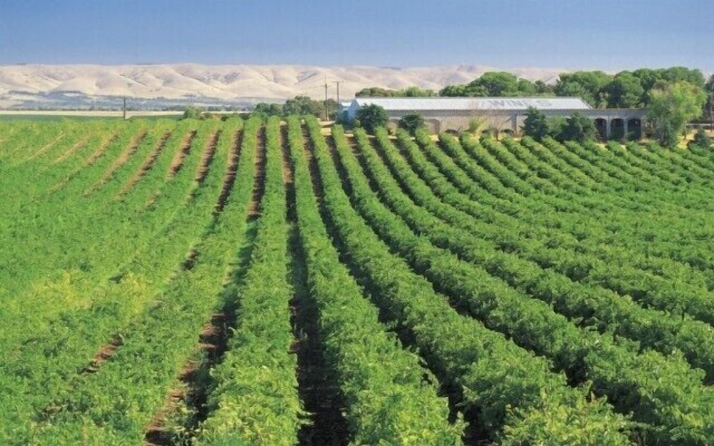 McLaren Vale Backpackers