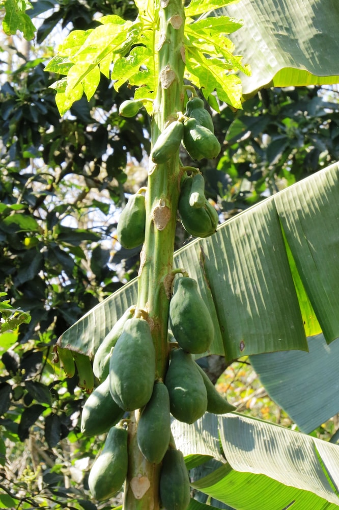 Hostel Nature