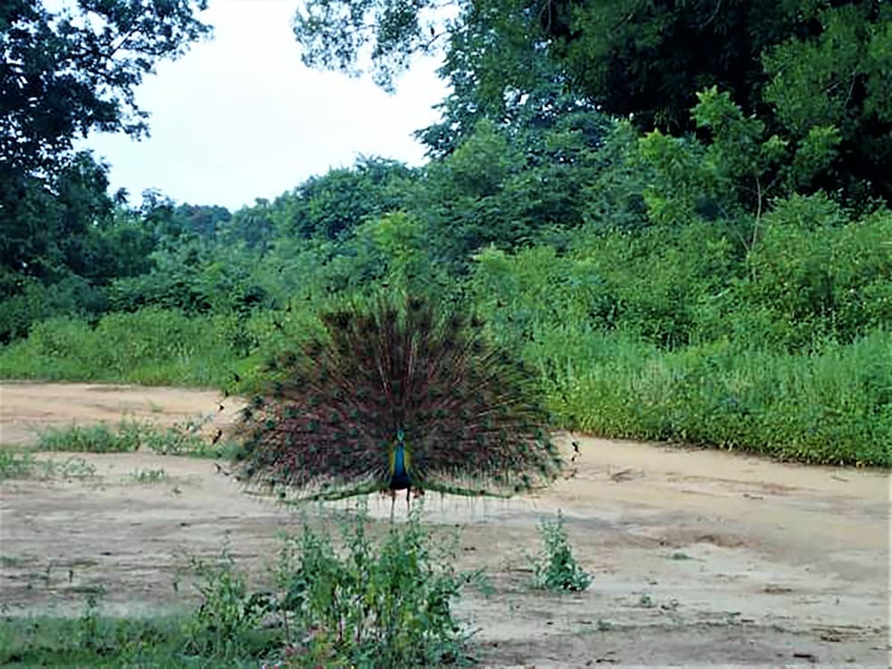 Jungle Vista - Hostel