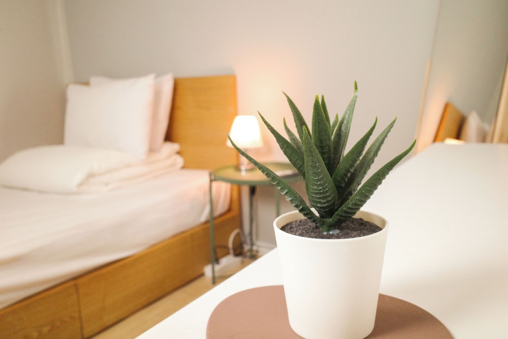 Starria Hostel foreign guest only 19