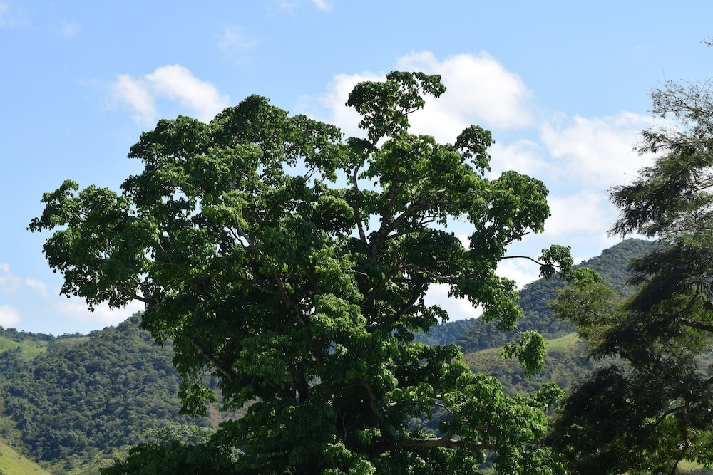 Fazenda São Fernando