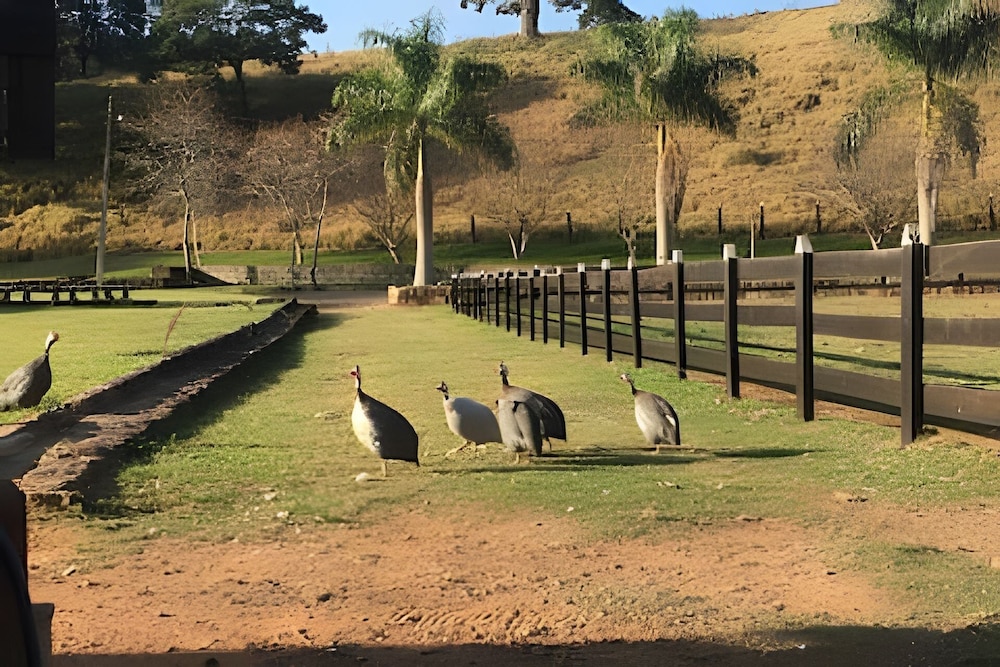 Fazenda Realeza