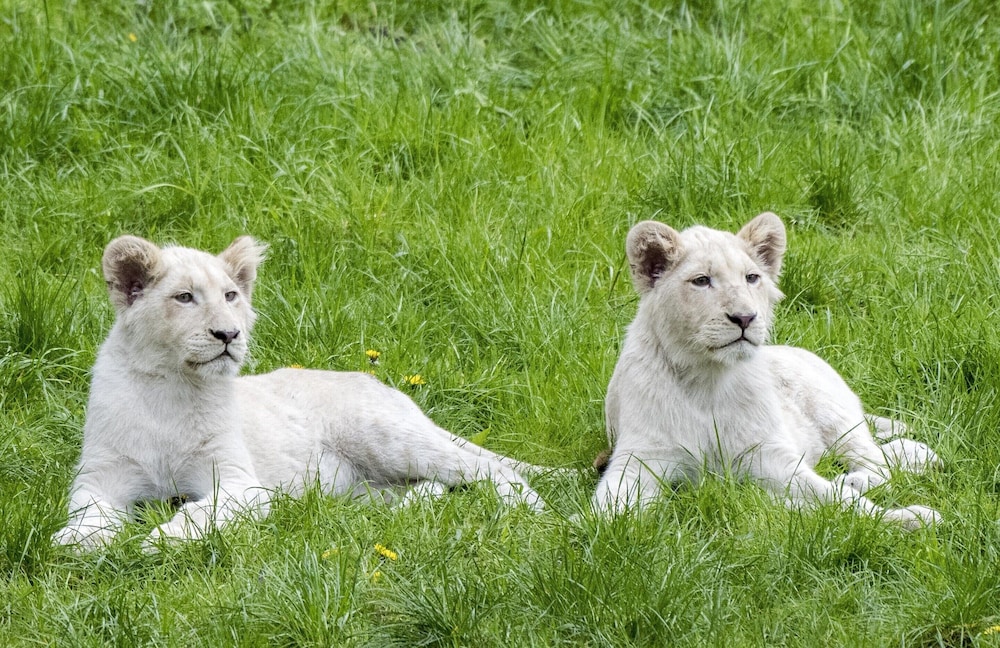 Luxuszelt im Serengeti Park