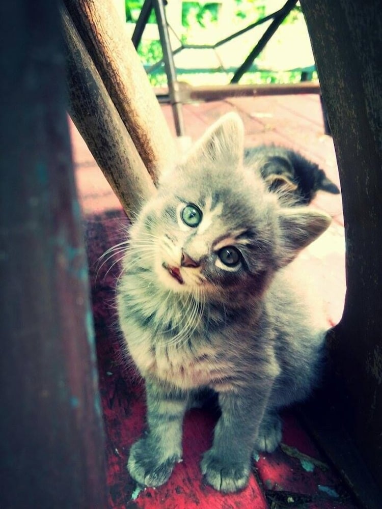 Milwaukee Vacations - Manderley Bed and Breakfast - Property Image 68