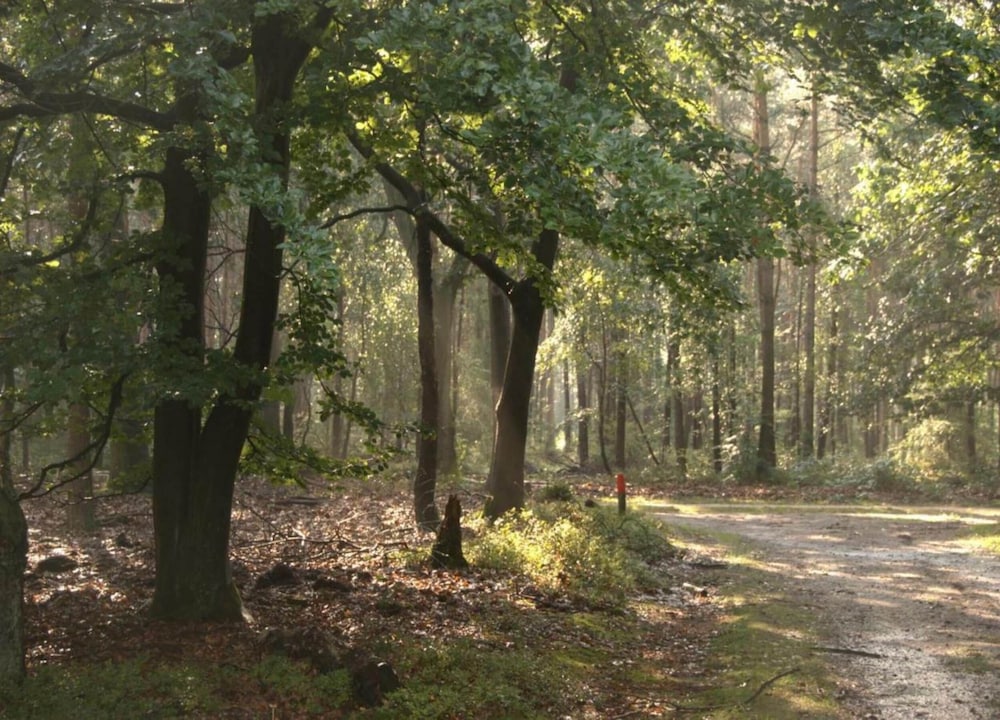 Chalet in Veluwe Near Hoge Veluwe Park