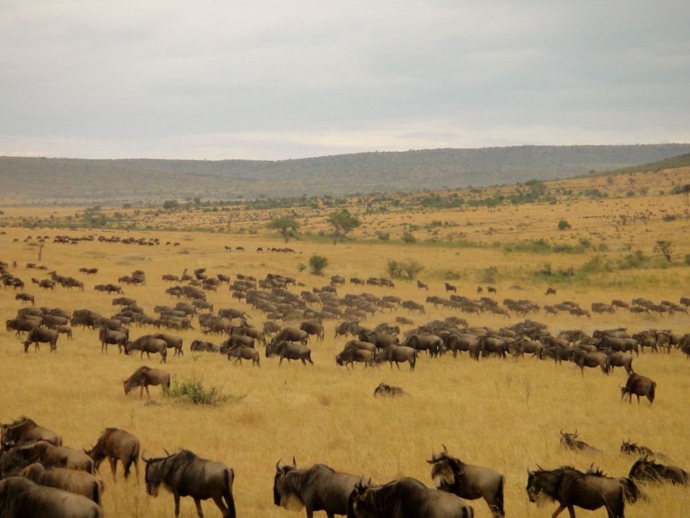AA Lodge Masai Mara