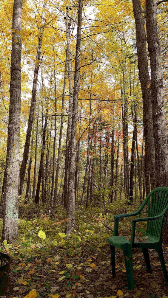 Shire In The Woods