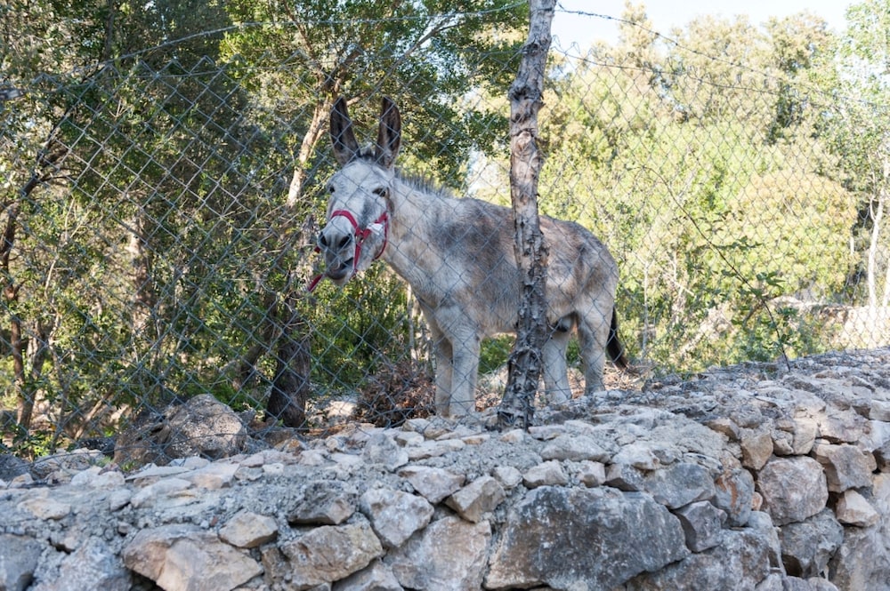 Casa De Piedra in Campanet