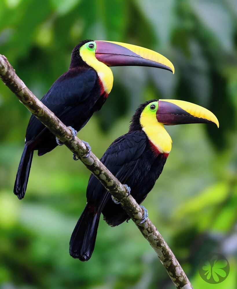 Villa Bruno - Terrace - Jungle - Birdwatching